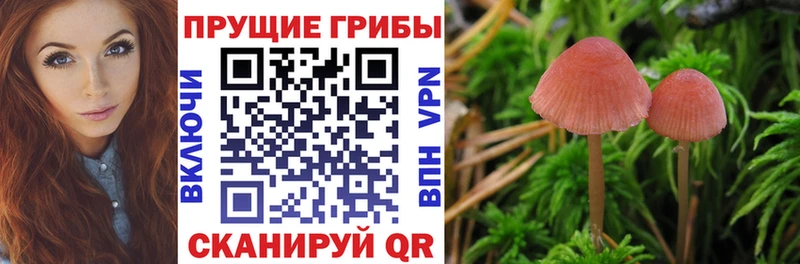 Псилоцибиновые грибы Cubensis  купить закладку  Тихвин 